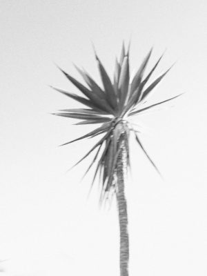 palm tree