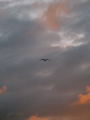 bird