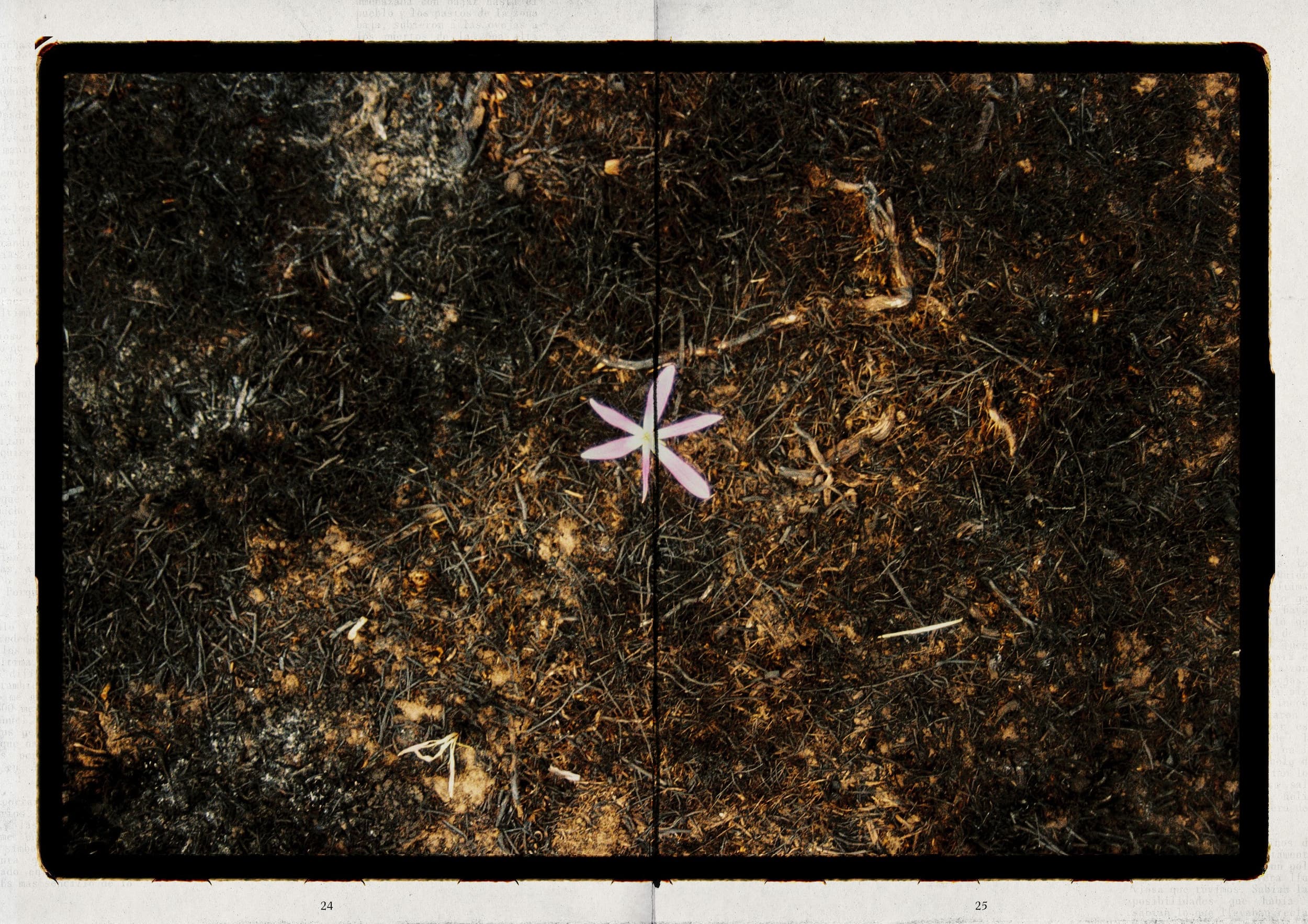 13 pag web palentina (1)